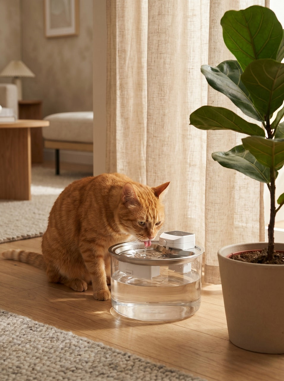 Orange tabby cat drinking from Eyoria wireless water fountain